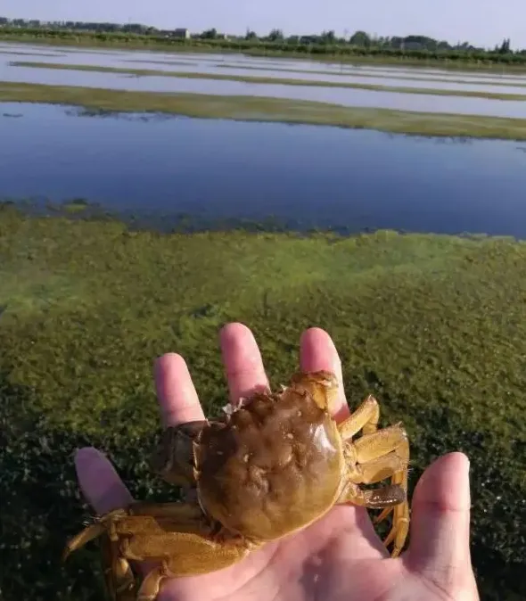 河蟹补钙还有猫腻？听钙先生给你们扒一扒补钙产品中的那点猫腻