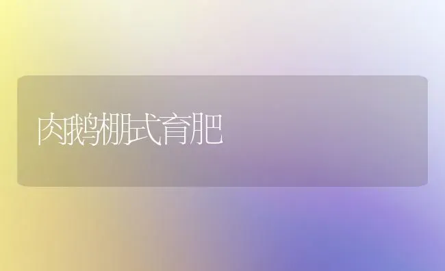 肉鹅棚式育肥 | 家禽养殖