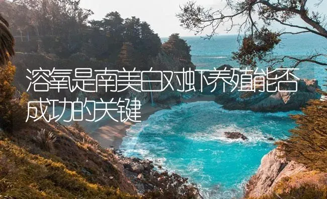 溶氧是南美白对虾养殖能否成功的关键 | 海水养殖