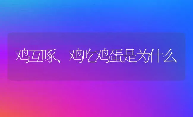 鸡互啄、鸡吃鸡蛋是为什么 | 家禽养殖