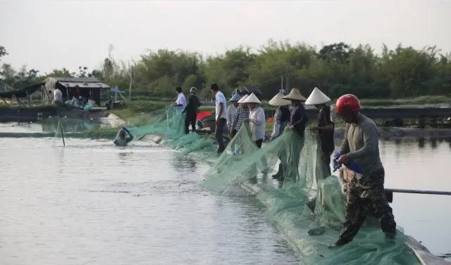 百分百成活率是怎样炼成的：广西合浦县对虾养殖户有话说