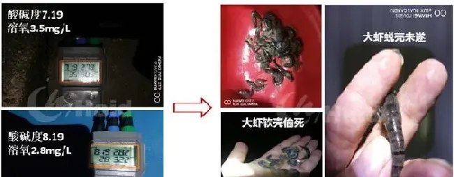 南美白对虾+非洲斑节对虾两造虾模式，让养殖稳定盈利！“黑”金刚苗期攻略，请收好！