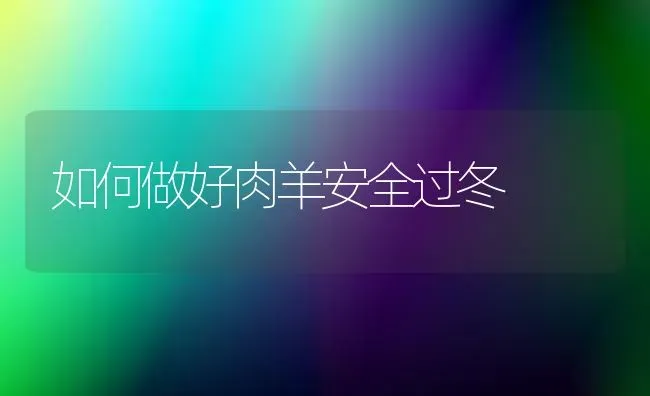 如何做好肉羊安全过冬 | 家畜养殖