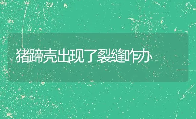 猪蹄壳出现了裂缝咋办 | 家畜养殖