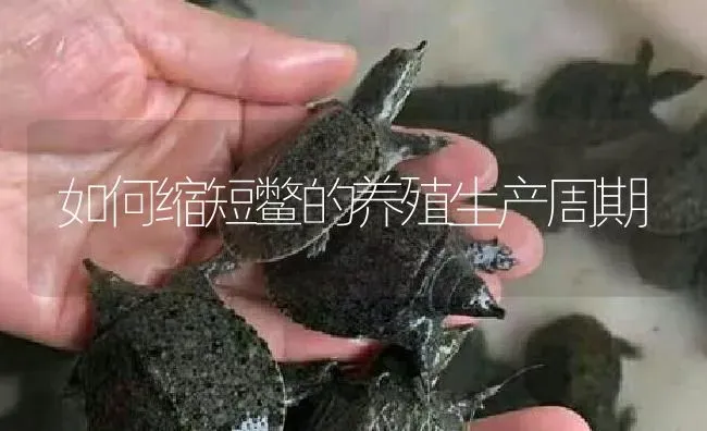 如何缩短鳖的养殖生产周期 | 淡水养殖