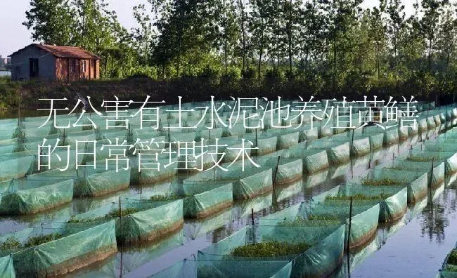 无公害有土水泥池养殖黄鳝的日常管理技术 | 淡水养殖