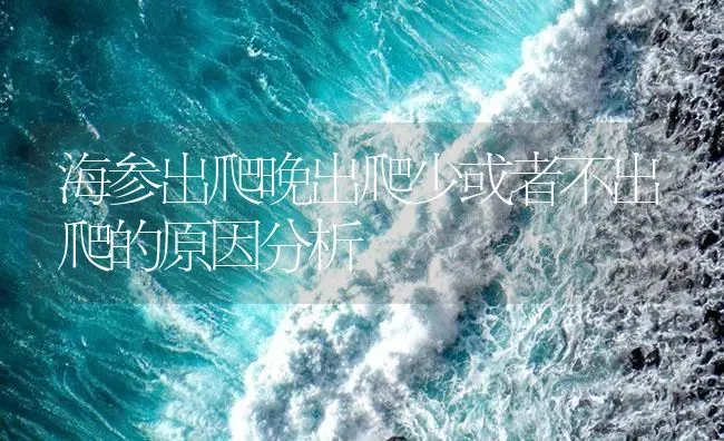 海参出爬晚出爬少或者不出爬的原因分析 | 海水养殖