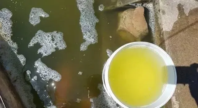 高温期南美白对虾塘浓绿水该怎么调？