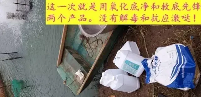 那种南美白对虾养殖模式，成功率肯定高！