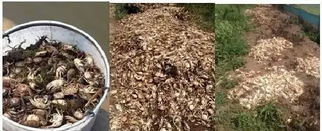 养殖过程中发病了，养殖户如何自己动脑分析池塘的状况？