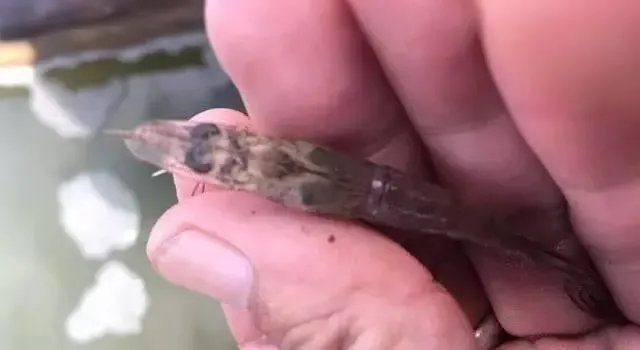 高温期南美白对虾塘浓绿水该怎么调？