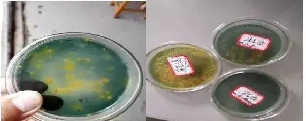 养殖过程中发病了，养殖户如何自己动脑分析池塘的状况？
