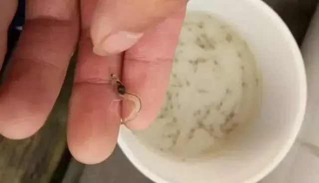 幼苗期能否适应新环境和食物的转换，直接影响到虾苗的抗病力和成活率