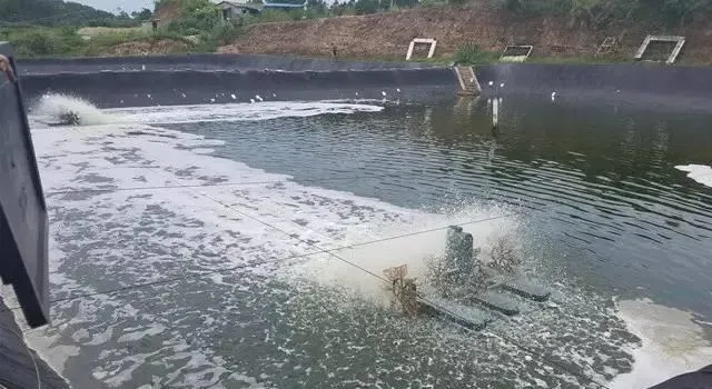 高温期南美白对虾塘浓绿水该怎么调？