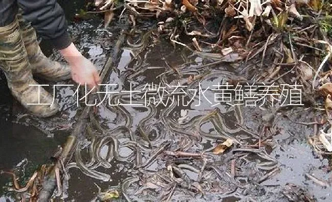 工厂化无土微流水黄鳝养殖 | 淡水养殖