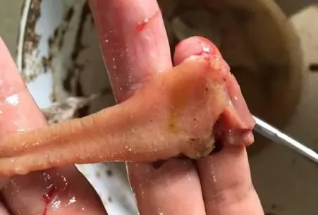 有益菌的使用，有望实现鳊鱼养殖“零抗生素费用”