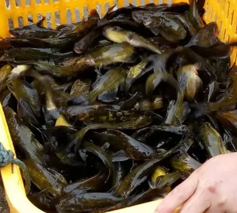 杂交黄颡鱼深冬和初春烂身霉菌感染防治措施
