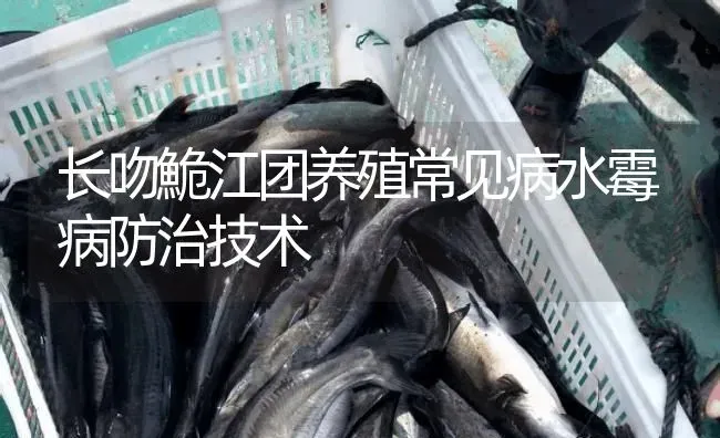 长吻鮠江团养殖常见病水霉病防治技术 | 淡水养殖