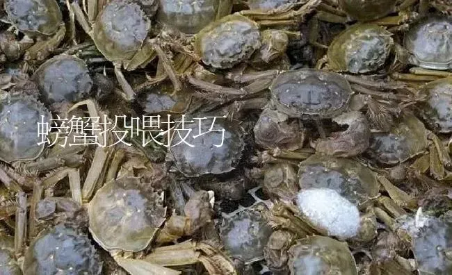 螃蟹投喂技巧 | 淡水养殖