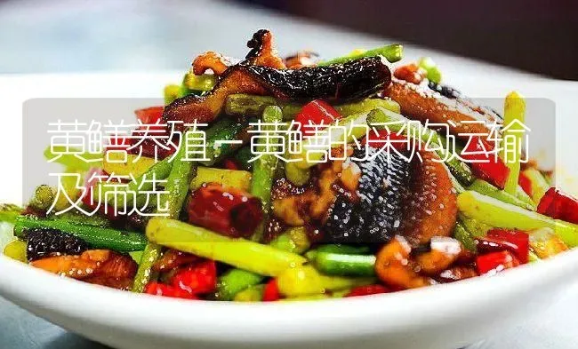 黄鳝养殖－黄鳝的采购运输及筛选 | 淡水养殖