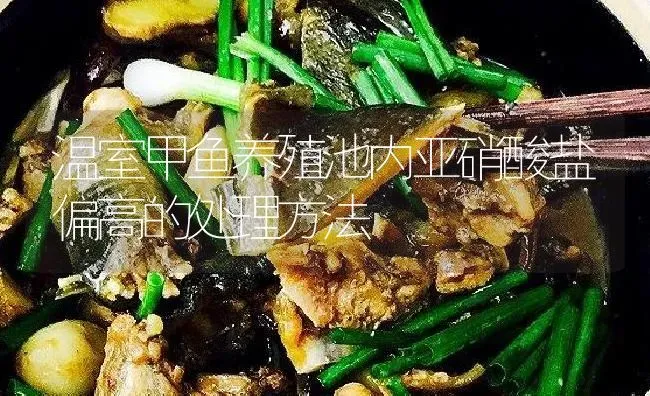 温室甲鱼养殖池内亚硝酸盐偏高的处理方法 | 淡水养殖
