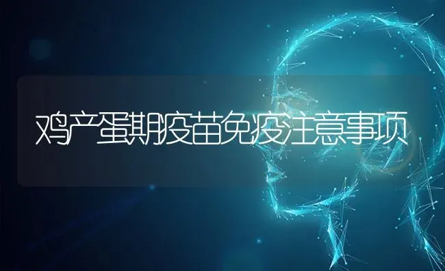鸡产蛋期疫苗免疫注意事项 | 家禽养殖