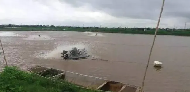 海鲈鱼养殖过程中的“游水”问题