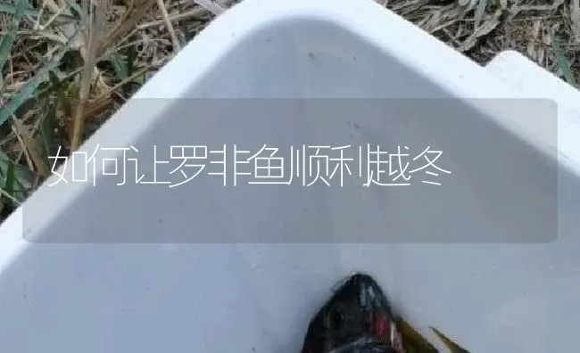 如何让罗非鱼顺利越冬 | 淡水养殖