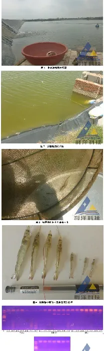 南美白对虾生长缓慢、偷死，检测出传染性皮下与造血器官坏死病毒一例
