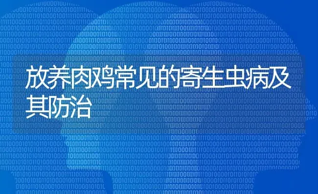 放养肉鸡常见的寄生虫病及其防治 | 家禽养殖