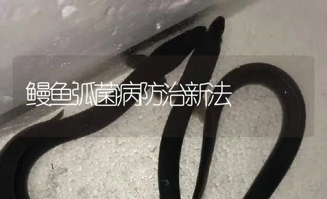 鳗鱼弧菌病防治新法 | 淡水养殖