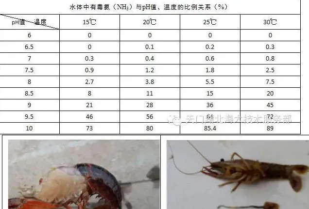 龙虾塘pH值过高引起的氨氮中毒处理案例