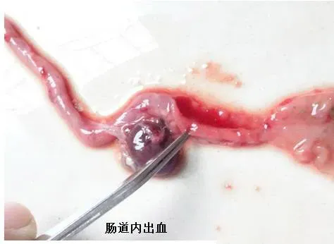 甲鱼养殖户开塘喂料了，消化健康好重要