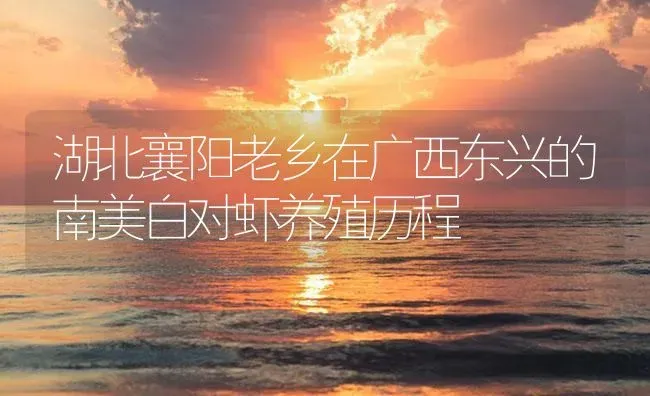 湖北襄阳老乡在广西东兴的南美白对虾养殖历程 | 海水养殖