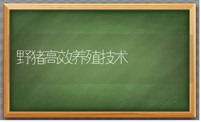 野猪高效养殖技术 | 家畜养殖