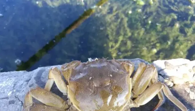 河蟹补钙还有猫腻？听钙先生给你们扒一扒补钙产品中的那点猫腻