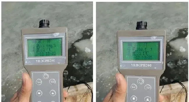 化冰后海参气泡病治疗一例