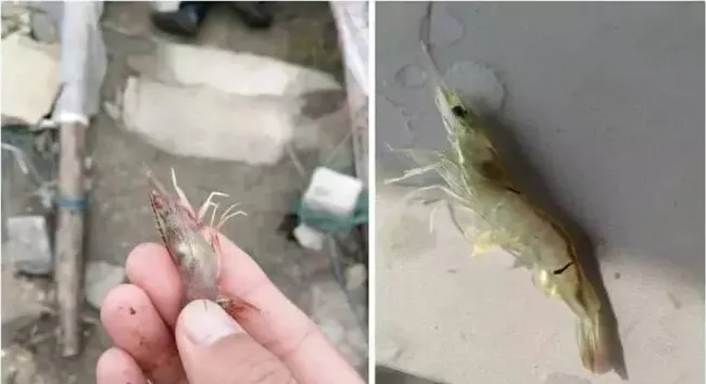 菌克A380治疗弧菌引起的南美白对虾黑斑病一例