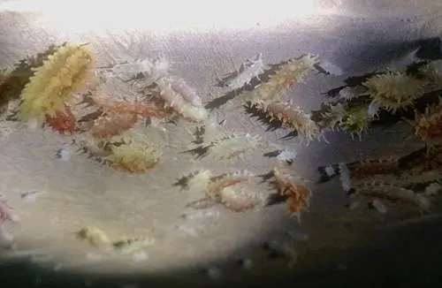 诺维健和益维多利在海参苗室的应用