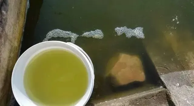 高温期南美白对虾塘浓绿水该怎么调？