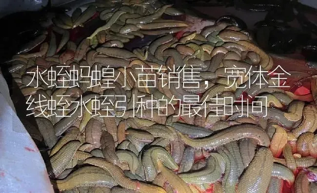 水蛭蚂蝗小苗销售，宽体金线蛭水蛭引种的最佳时间 | 特种养殖