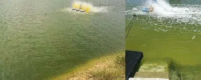 2020南美白对虾养殖技术讲座:土池控藻养殖技术模式