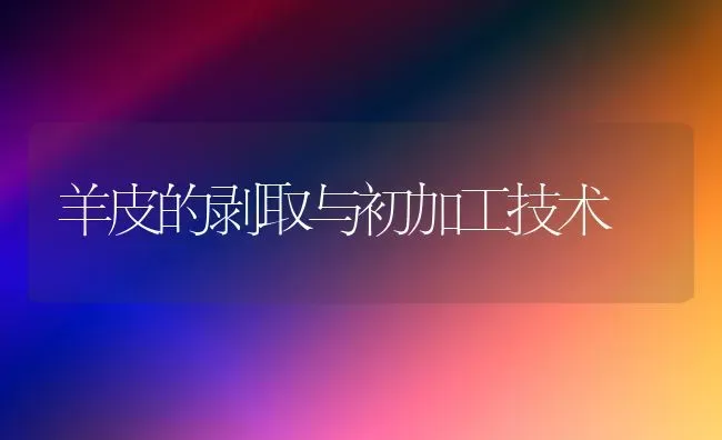 羊皮的剥取与初加工技术 | 家畜养殖