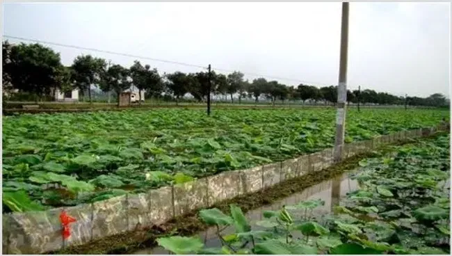 泥鳅常见的几种养殖模式 养殖泥鳅赚钱路子 | 动物养殖技术