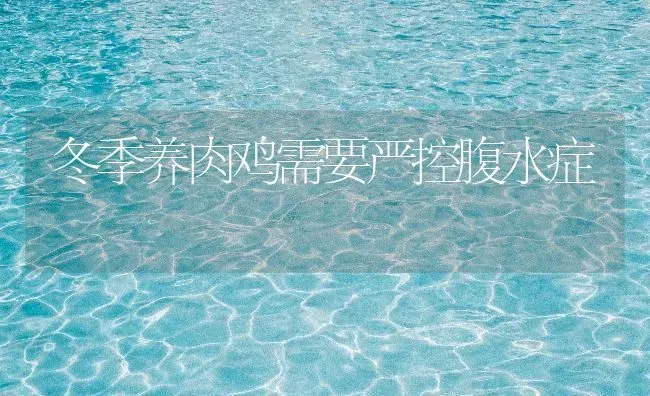 冬季养肉鸡需要严控腹水症 | 家禽养殖