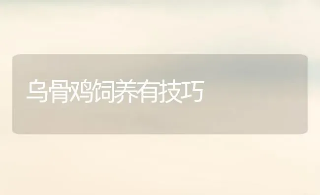 乌骨鸡饲养有技巧 | 家禽养殖