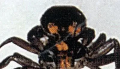 河蟹黑鳃病防治方法