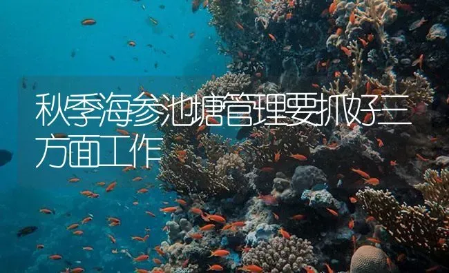 秋季海参池塘管理要抓好三方面工作 | 海水养殖