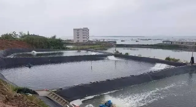 高温期南美白对虾塘浓绿水该怎么调？