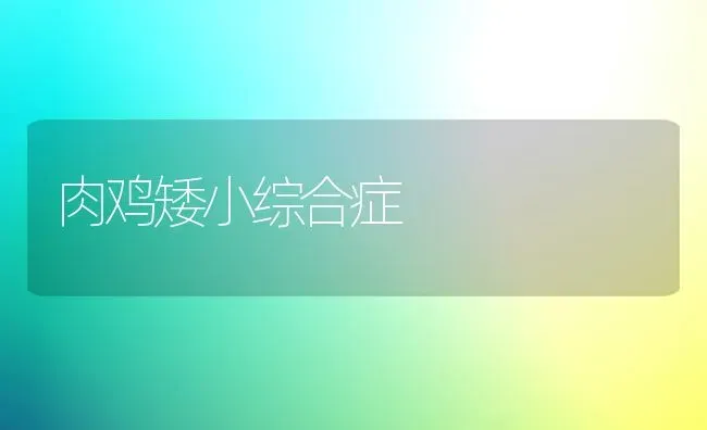 肉鸡矮小综合症 | 家禽养殖